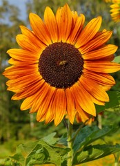 Obraz premium Beautiful ornamental sunflower - Helianthus - time sunflowers 