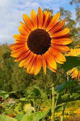 Obraz premium Beautiful ornamental sunflower - Helianthus - time sunflowers 