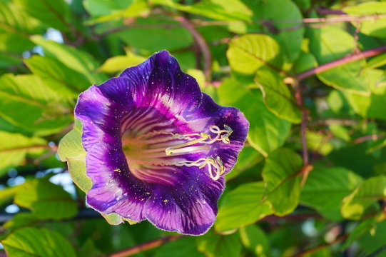Cobaea scandens in a Garden, (monastery bells, cathedral bells, cup-and-saucer wine).
