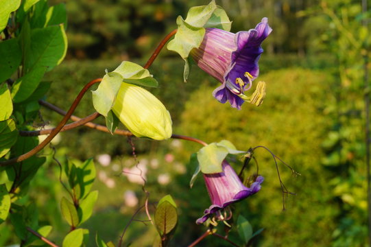 Cobaea scandens in a Garden, (monastery bells, cathedral bells, cup-and-saucer wine).
