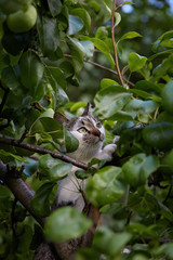 Young cute cat climbing the tree in the garden.