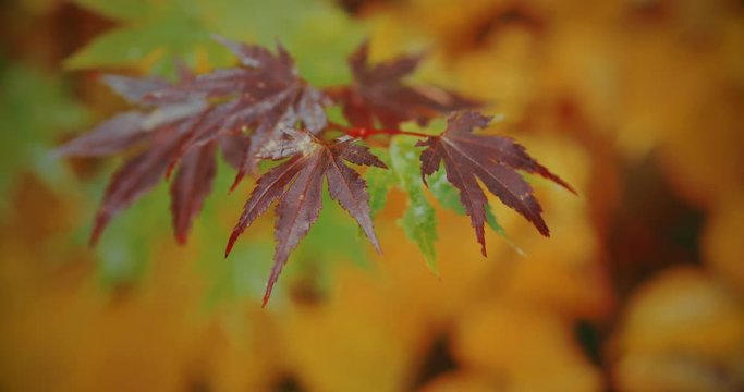 秋のイメージ　紅葉