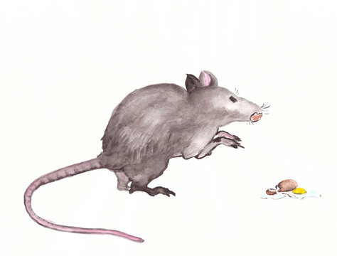 Drawing with watercolors: a large gray rat with a broken egg.