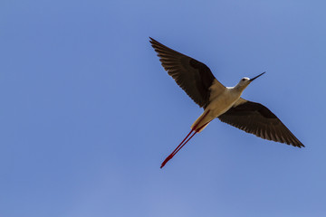 Free flying birds in the blue sky.
