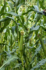 bah&ccedil;edeki mısır ve meyveler