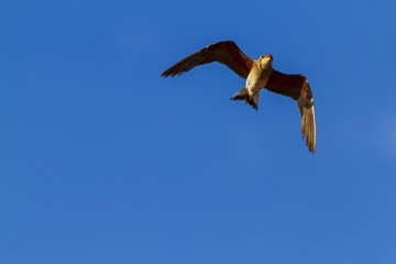 Free flying birds in the blue sky.