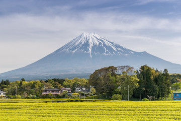 Fototapeta premium Tea farm and Mount Fuji in spring at Shizuoka prefecture