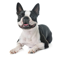 boston terrier in studio