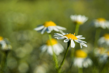 Daisy flowers and blurred background