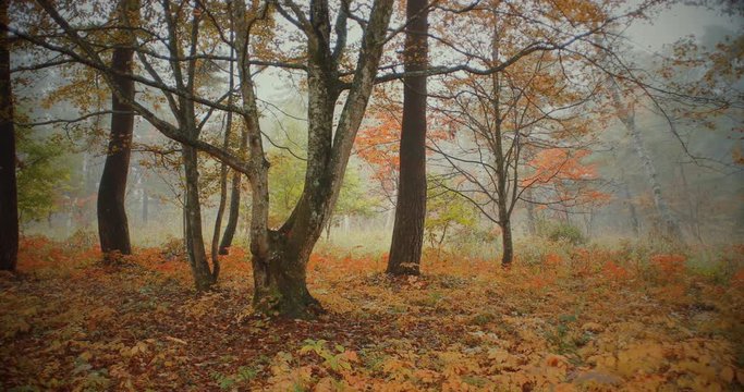 秋のイメージ　樹木と霧