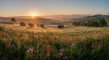 Amazing and typical Tuscan landscape scene. Beautiful warm spring sunrise. Tree alley along the...