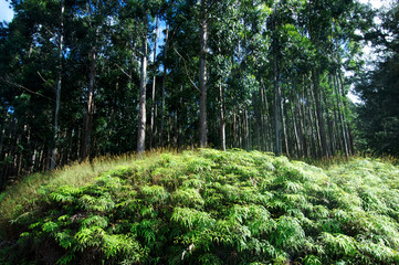 Eucalyptus and Ferns, Waipio Valley, Hawaii. Non-native trees like eucalyptus are invasive and...