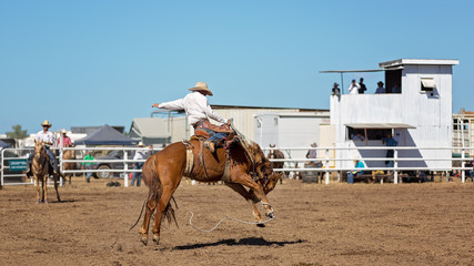 Bucking Bronc Horse At Country Rodeo