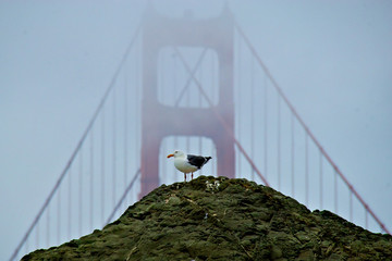 Gull, Golden Gate Bridge and Fog