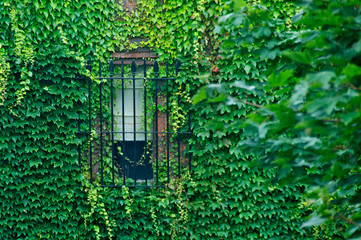 Window and English Ivy Covered Wall