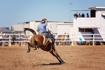 Bucking Bronc Horse At Country Rodeo