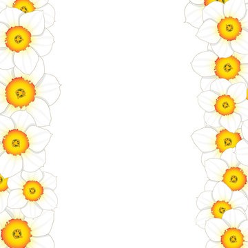 White Daffodil - Narcissus Flower Border
