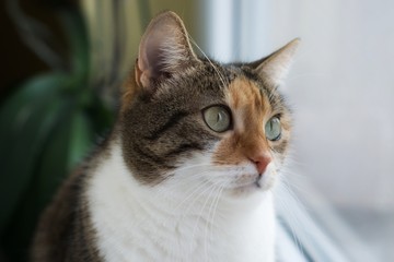 Naklejka premium Domestic cat portrait