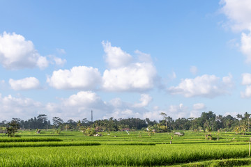Fototapeta na wymiar A beautiful rice field view. Bali island.