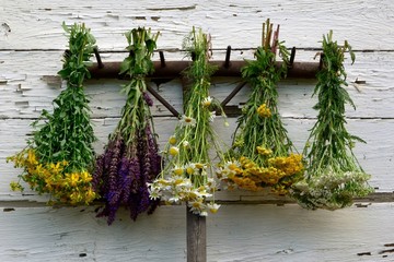 Healing medical herbs in bunches hang on a rake on a white old wooden wall.