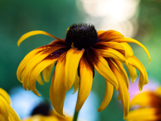 Red yellow Rudbeckia flower in nature. Yellow rudbeckia flower in the garden.