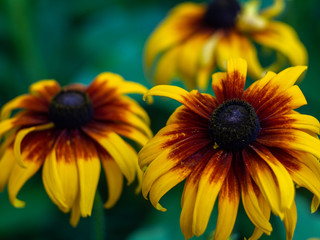 Red yellow Rudbeckia flower in nature. Yellow rudbeckia flower in the garden.