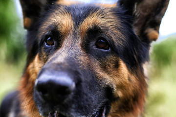 Muzzle of a Dog German Shepherd. Attention on the eyes