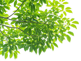 Fototapeta premium Green leaves isolated on white background