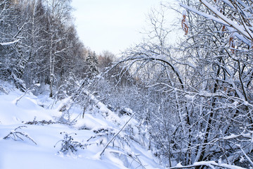 Snow covered tress in a winter