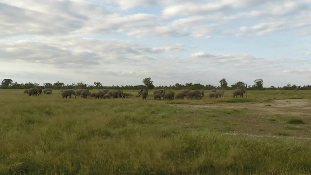 wild living elephants in kenya
