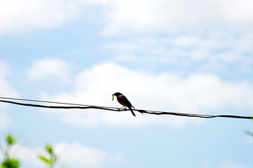 bird with a worm in its beak sits on a wire against a blue sky