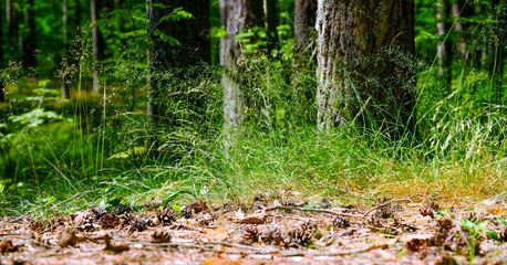 View of tall old trees in the evergreen primeval forest blue sky