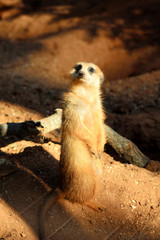 Meerkat Sentry Looking Right