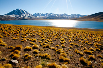 Miscanti Lagoon - Chile