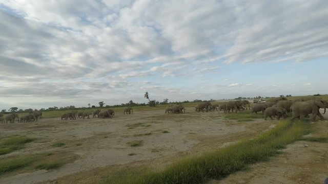 wild living elephants in kenya