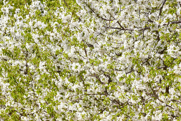 Cherry blossom in Jerte Valley, Caceres. Spring in Spain