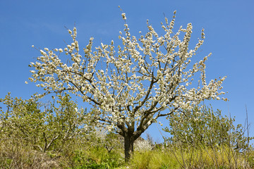 Cherry blossom in Jerte Valley, Caceres. Spring in Spain