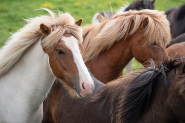 Naklejka na ściany i meble Icelandic Horses in summer ,Iceland.