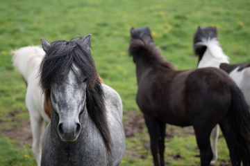 Obraz na płótnie Canvas Icelandic Horses in summer ,Iceland.