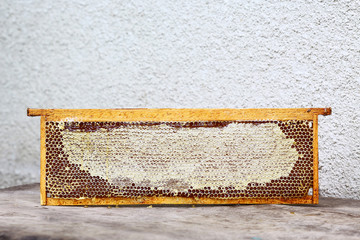 Apiary hive frame with bees wax structure full of fresh bee honey in honeycombs. Isolated. Free space for your text