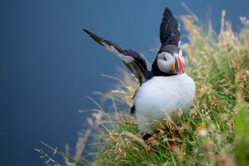 Cute Atlantic Puffin - ratercula arctica in Borgarfjordur eystri ,Iceland.