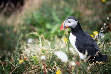 Cute Atlantic Puffin - ratercula arctica in Borgarfjordur eystri ,Iceland.