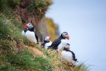 Cute Atlantic Puffin - ratercula arctica in Borgarfjordur eystri ,Iceland.