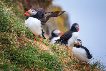 Cute Atlantic Puffin - ratercula arctica in Borgarfjordur eystri ,Iceland.