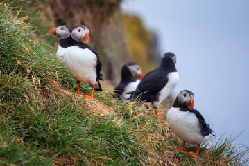 Fototapeta premium Cute Atlantic Puffin - ratercula arctica in Borgarfjordur eystri ,Iceland.