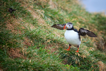 Cute Atlantic Puffin - ratercula arctica in Borgarfjordur eystri ,Iceland.