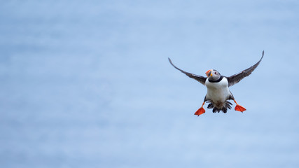 Cute Atlantic Puffin - ratercula arctica in Borgarfjordur eystri ,Iceland.