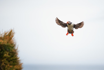 Cute Atlantic Puffin - ratercula arctica in Borgarfjordur eystri ,Iceland.