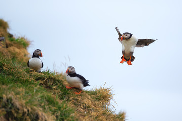 Cute Atlantic Puffin - ratercula arctica in Borgarfjordur eystri ,Iceland.