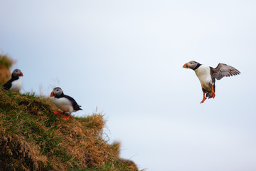 Cute Atlantic Puffin - ratercula arctica in Borgarfjordur eystri ,Iceland.